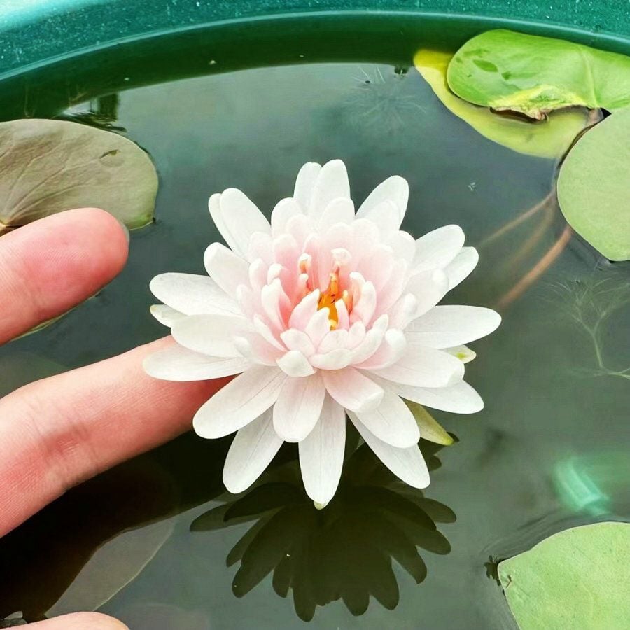 💐The Sacred Bonsai Bowl Lotus Flower Seeds